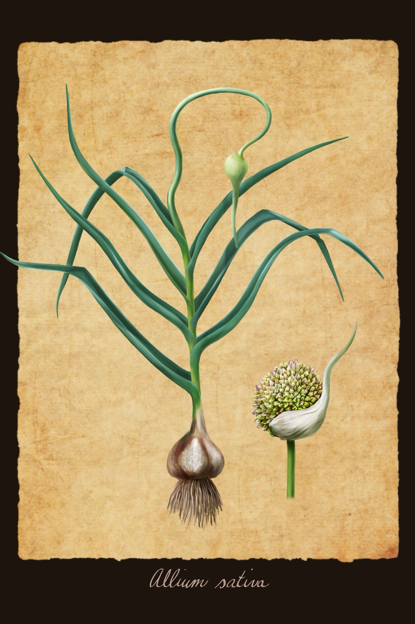 Allium sativum