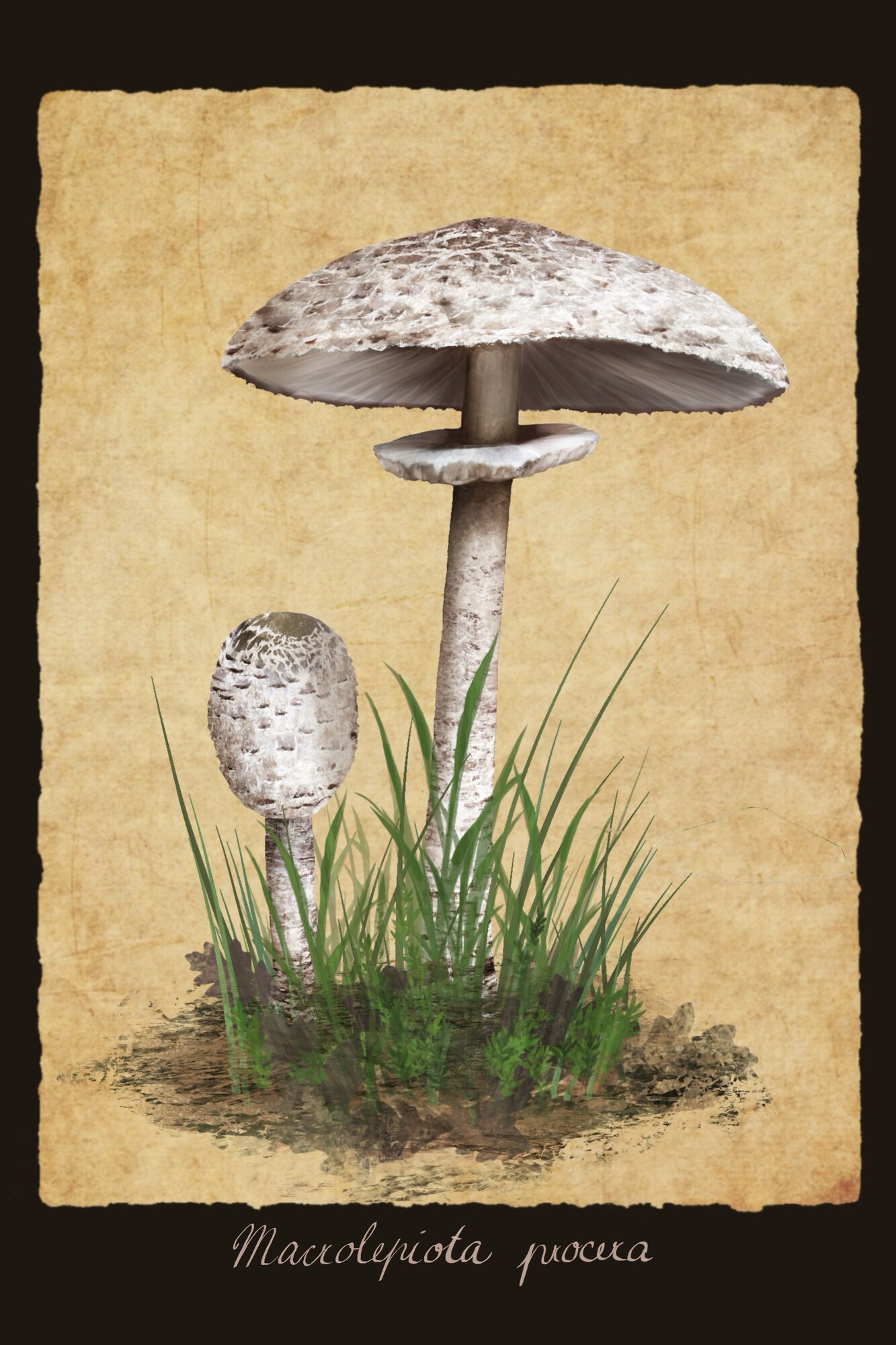 Macrolepiota procera