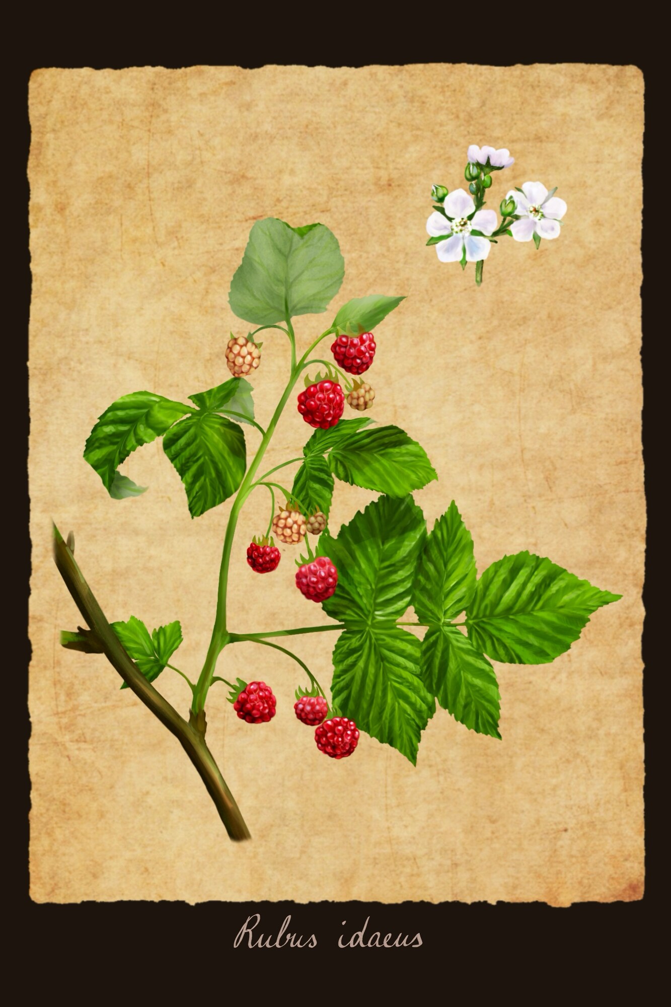 Rubus idaeus