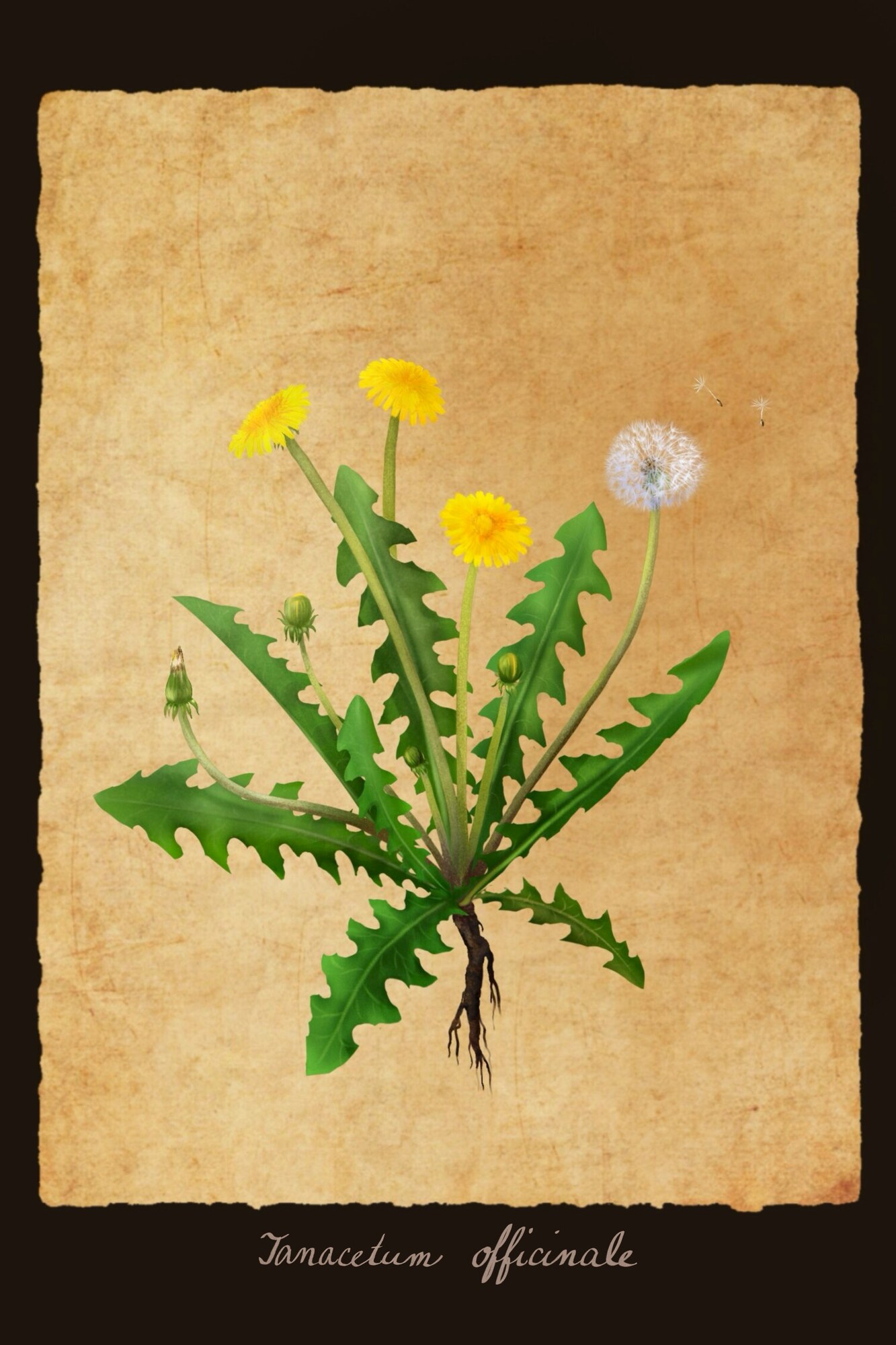 Tanacetum officinale